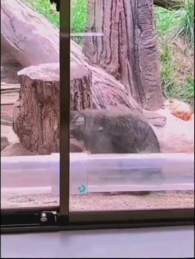 Cleaning his bum