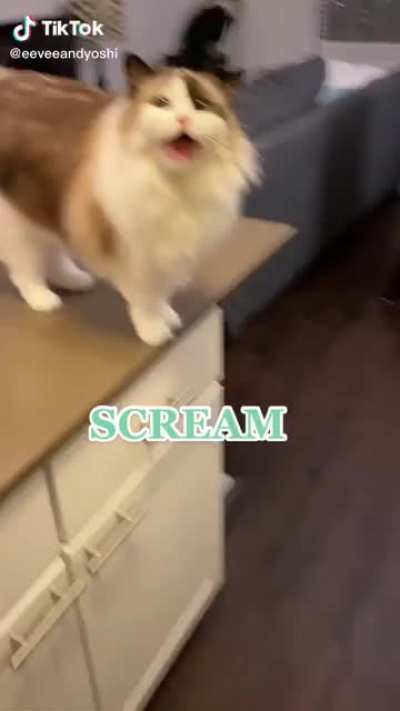 Everybody scream