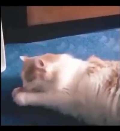 Where did he go?!