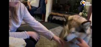 Dog an intellectual... Literally goes 