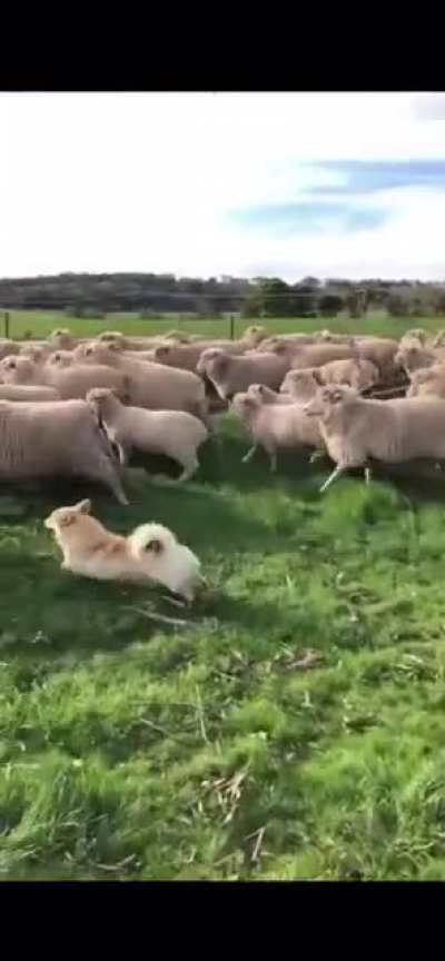 loaves with herding jobs
