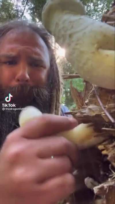 Does anybody know what kind of mushroom this is?