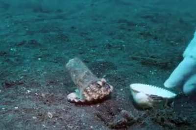 Diver convinces octopus to trade his plastic cup for a seashell