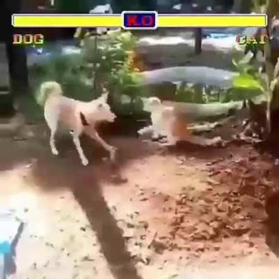 Dog Wins