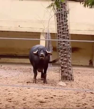 Saving a flipped over turtle