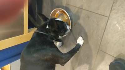 Decaf Doggo