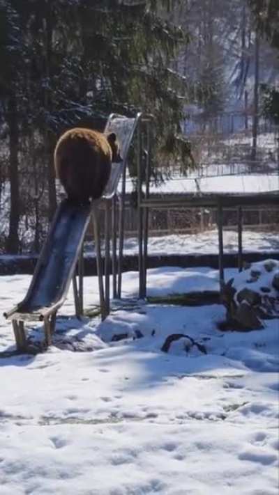 Bears just want to have fun