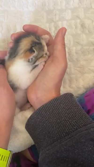 Illegally smol and just so sleepy