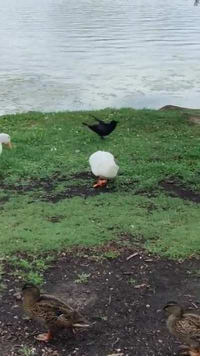 Bully crow gets pushback from duck's friends