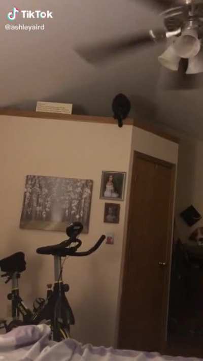Poor cat.