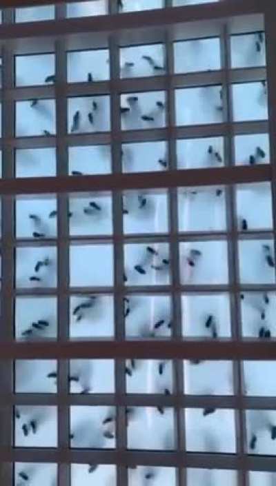 What Dancing Looks Like From Underneath A Glass Floor
