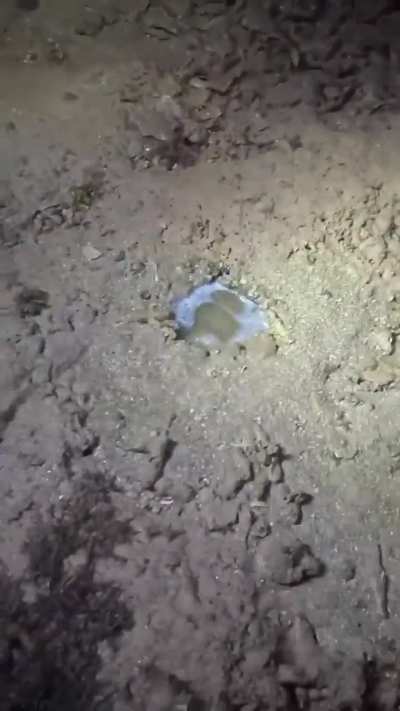 Almost stepping on jawfish