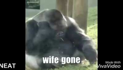 No harambe que hisiste 😔😭