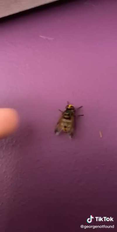 cool wasp