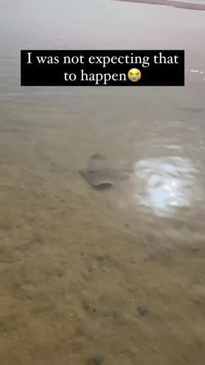 Fuck you cameraman, stingray