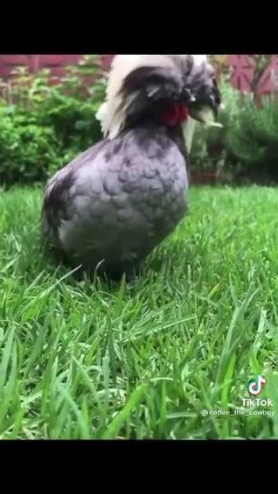 Drunk Chicken