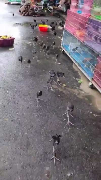DAMNNNNNNNN  birds