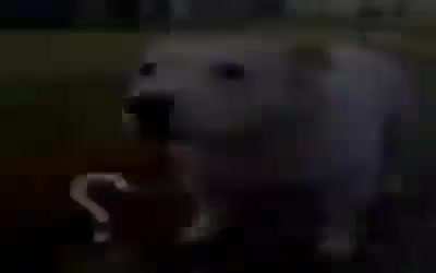 ?