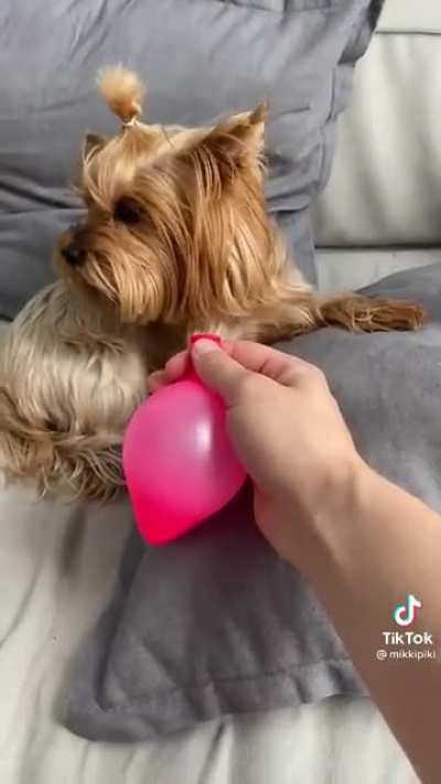 Is there anyone brave enough to do this to a human?