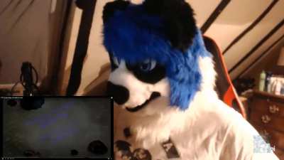 furry_irl