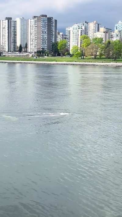 Whale! Again