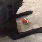 Cade a bola?