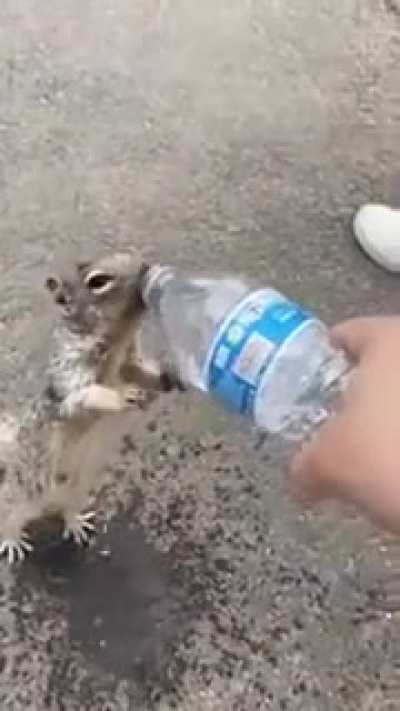 Squirrel asking for water! The most amazing thing ever seen.