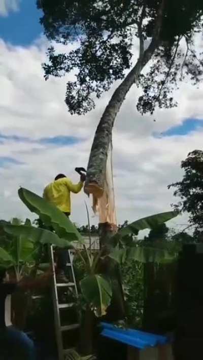 interesting chopping technique