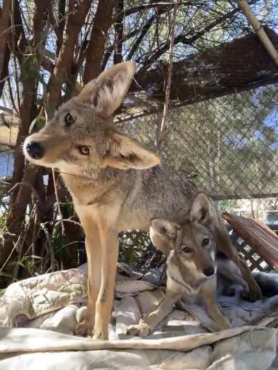 Coyote Ambassadors!