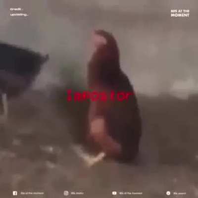 sussy chicken !