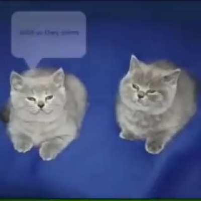wöæo