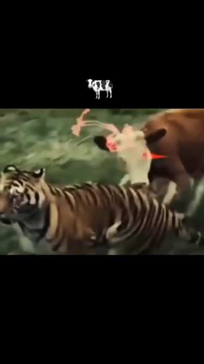 🐄