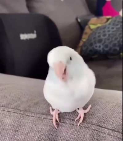 Wiggle wiggle wiggle 🐦