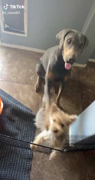 He knows they won’t get a treat until they both sit 😂