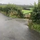 Calfs jumping over a white line