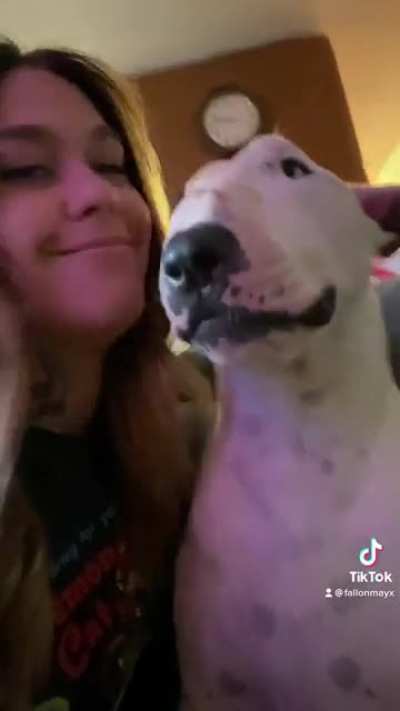 Wholesome moments with my bull terrier