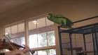 Parrot Loves the Sound of a Violin