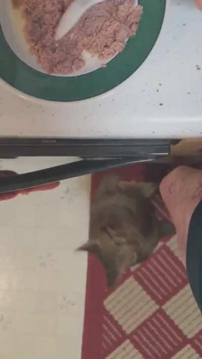 A short film about losing patience & deciding to just get the food yourself, starring Kosmo.