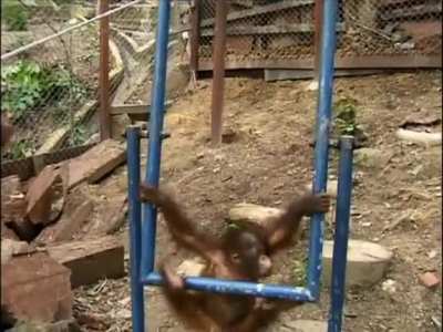 Owww my faaaace! - AUGUST 19TH IS INTERNATIONAL ORANGUTAN DAY!