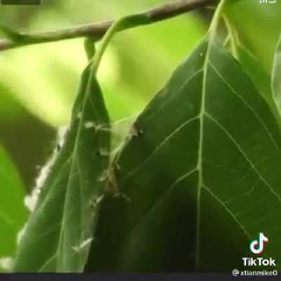 🔥 This bird is sewing leaves to make the nest 🔥