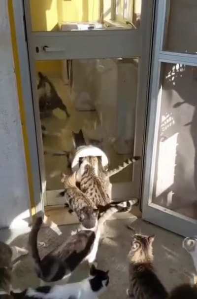 Left 4 Meow
