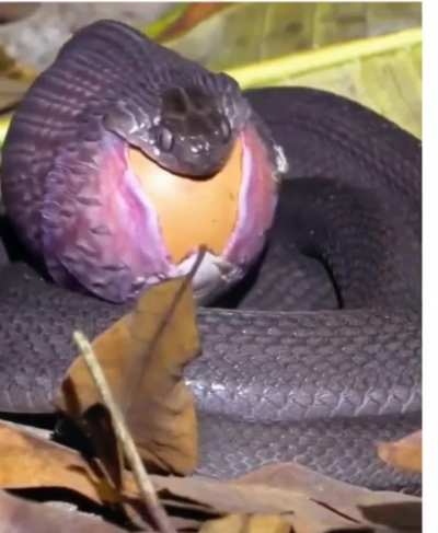This is how snakes eat egg 