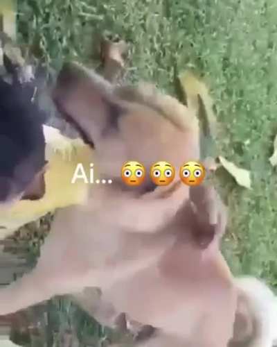 Caramelo?