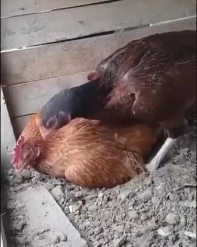 to have common sense