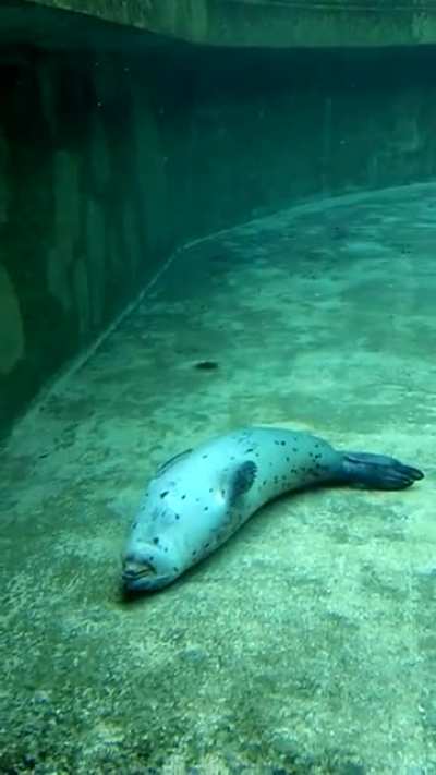 Seal falling asleep