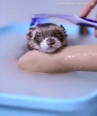It's brushing time