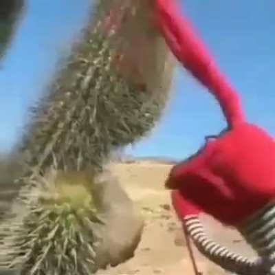 Red rabbit touches cactus