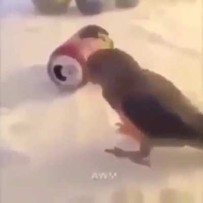 (｢`･ω･)｢