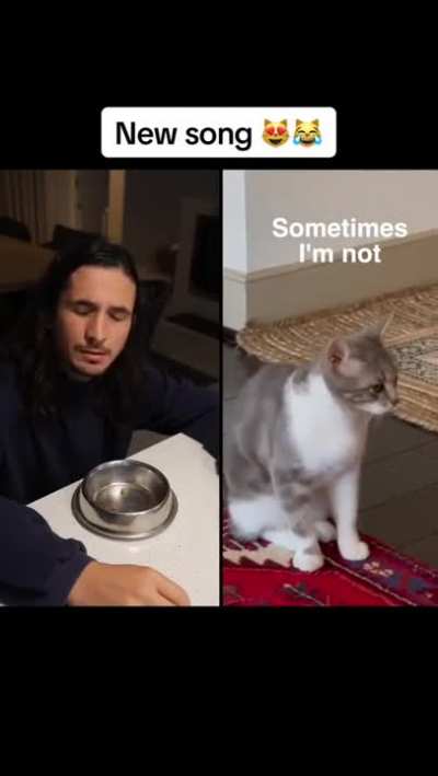 sad cat song