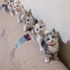 smol bois activated